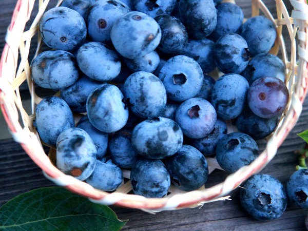 ブルーベリーの育て方