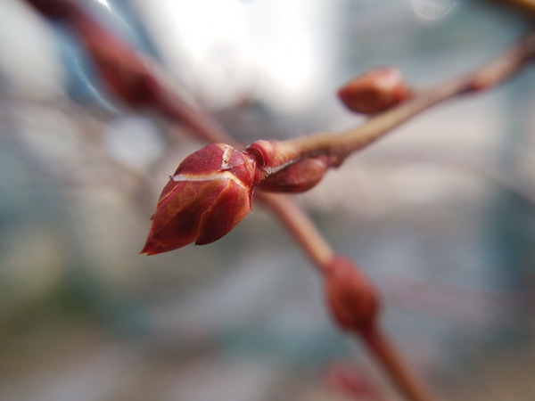ブルーベリーの育て方:剪定