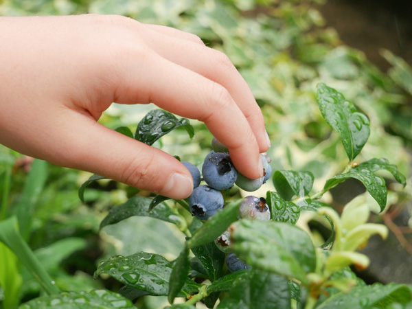 ブルーベリーの育て方:収穫