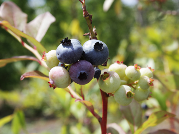 ブルーベリーの育て方:品種選びのポイント