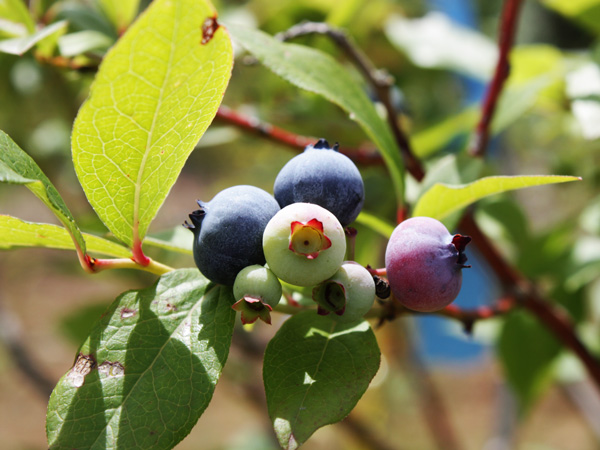 ブルーベリーの育て方:ハイブッシュ系