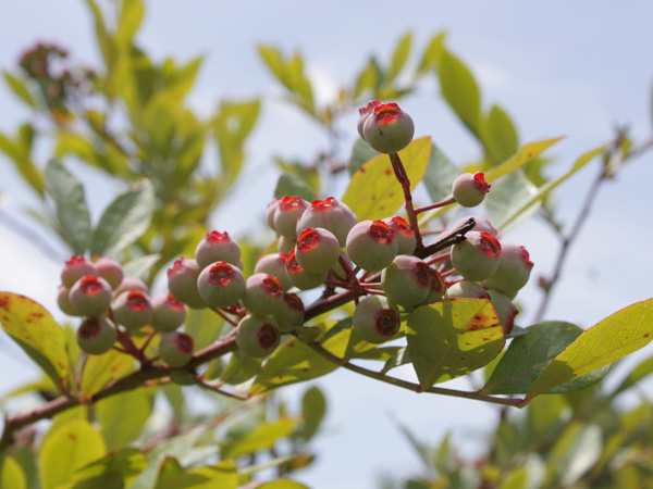 ブルーベリーの育て方:ラビットアイ系