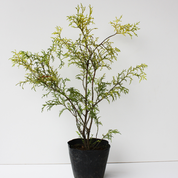 フィリフェラオーレアとは