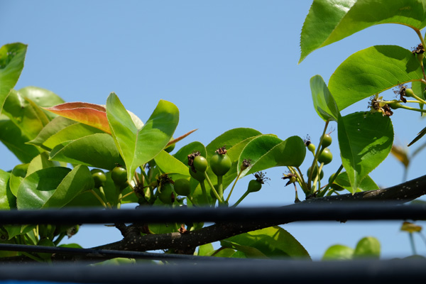 梨の育て方:摘果