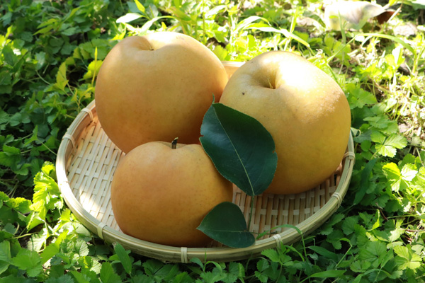 梨の育て方:収穫