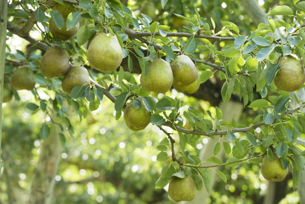 梨の育て方:実がつくまでの期間