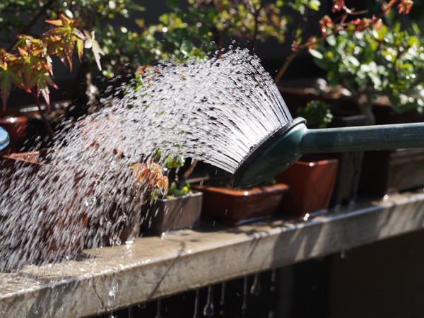 梨の育て方:水やり