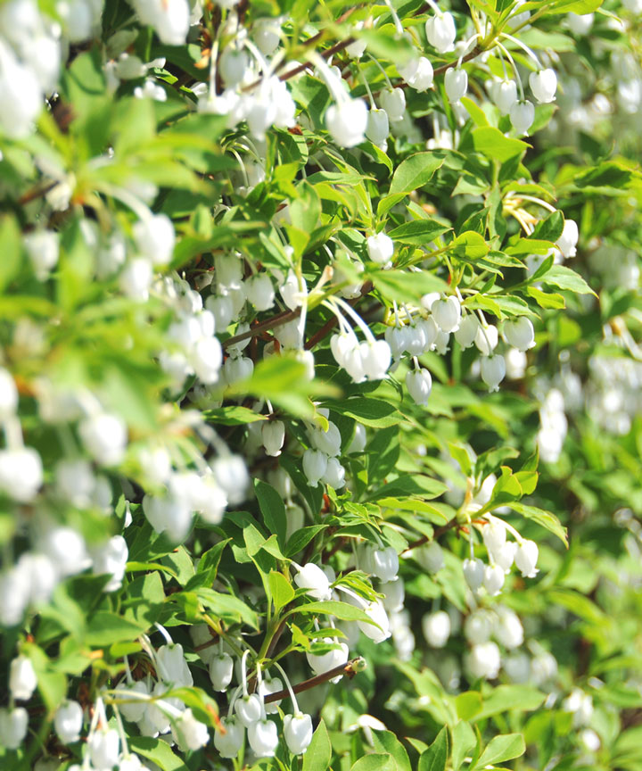 春におしゃれな花が咲くおすすめの庭木:ドウダンツツジ