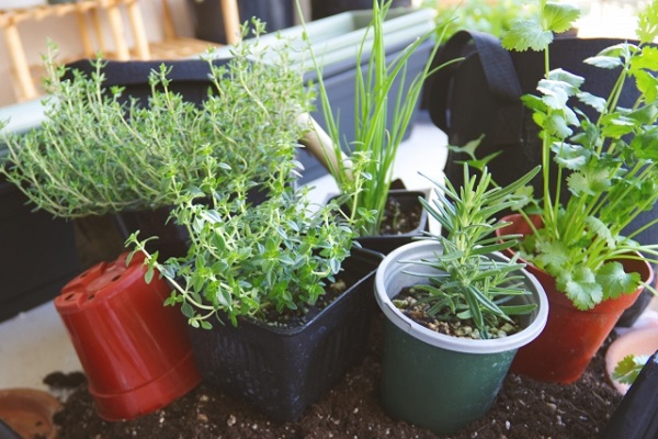 コスパの高いハーブ:収穫が多い