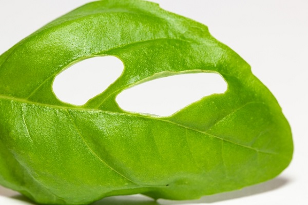 コスパの高いハーブ:虫の駆除方法