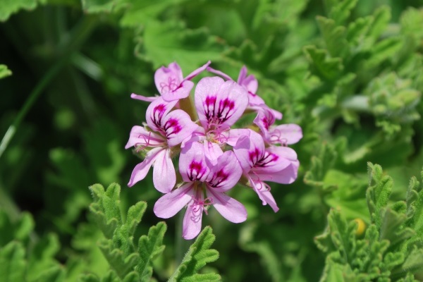 夏を楽しむハーブ：センテッドゼラニウム
