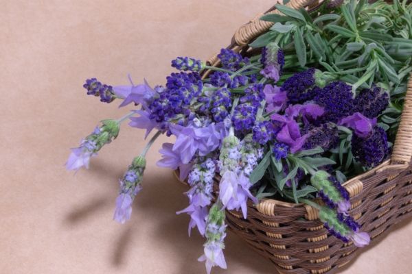 夏を楽しむハーブ