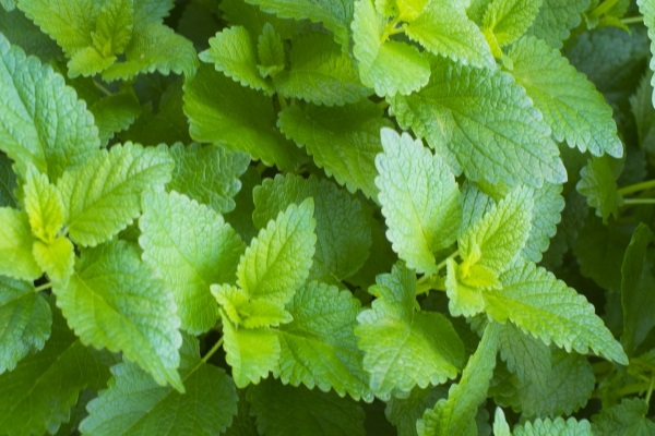 夏を楽しむハーブ：ペパーミント