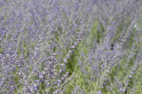 夏を楽しむハーブ：ロシアンセージ