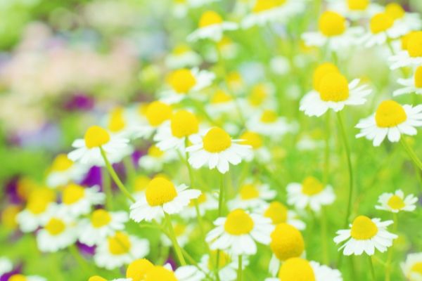 幸せになれるハーブ:まとめ