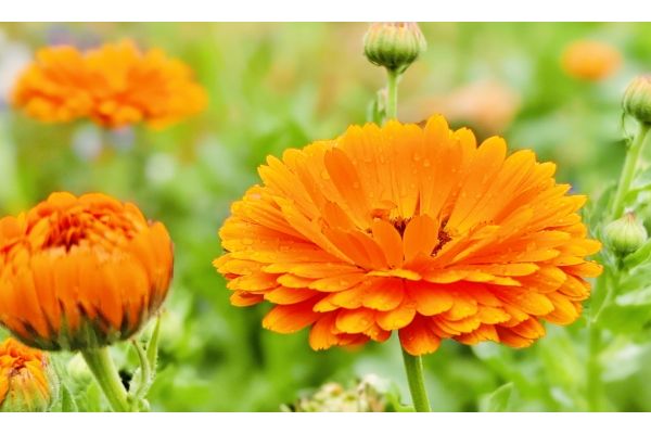 幸せになれるハーブ:女性:カレンデュラ