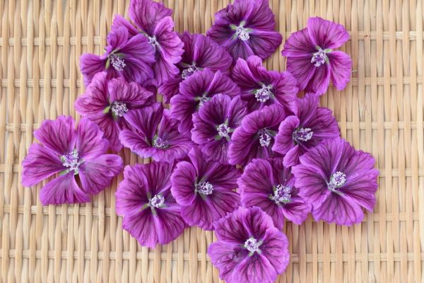 幸せになれるハーブ:男性:マロウコモン