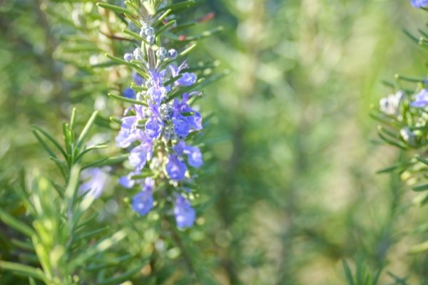 幸せになれるハーブ:男性:ローズマリー