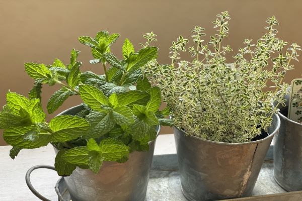 タイムでゴキブリ対策：まとめ