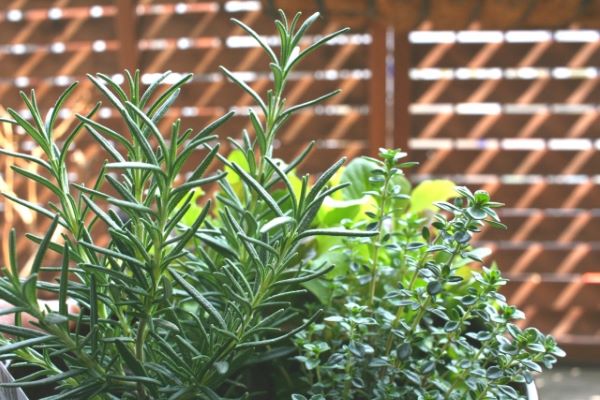 タイムでゴキブリ対策：勝手口