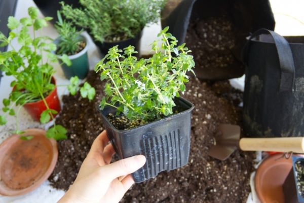 タイムでゴキブリ対策：窓、ベランダ