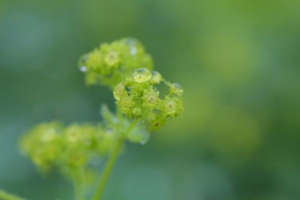 お庭づくりには欠かせないオシャレなハーブ：レディースマントル