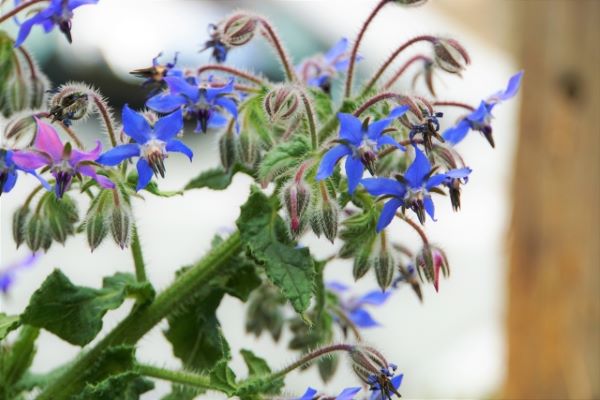 お庭づくりに欠かせないオシャレなハーブ：ボリジ