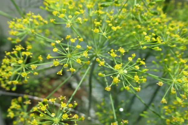 お庭づくりには欠かせないオシャレなハーブ：ディル