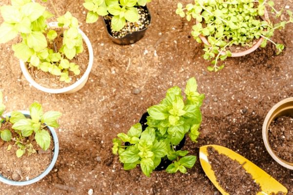 お庭づくりに欠かせないオシャレなハーブ：まとめ