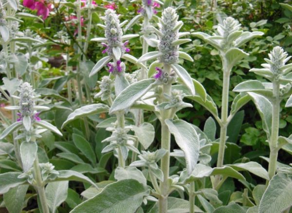 お庭づくりに欠かせないオシャレなハーブ：ラムズイヤー