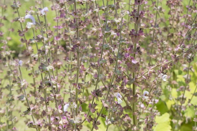 お庭づくりに欠かせないオシャレなハーブ：クラリーセージ