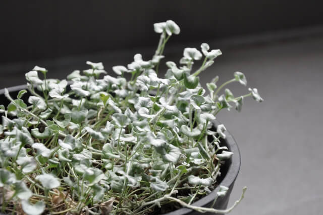 ディコンドラシルバー