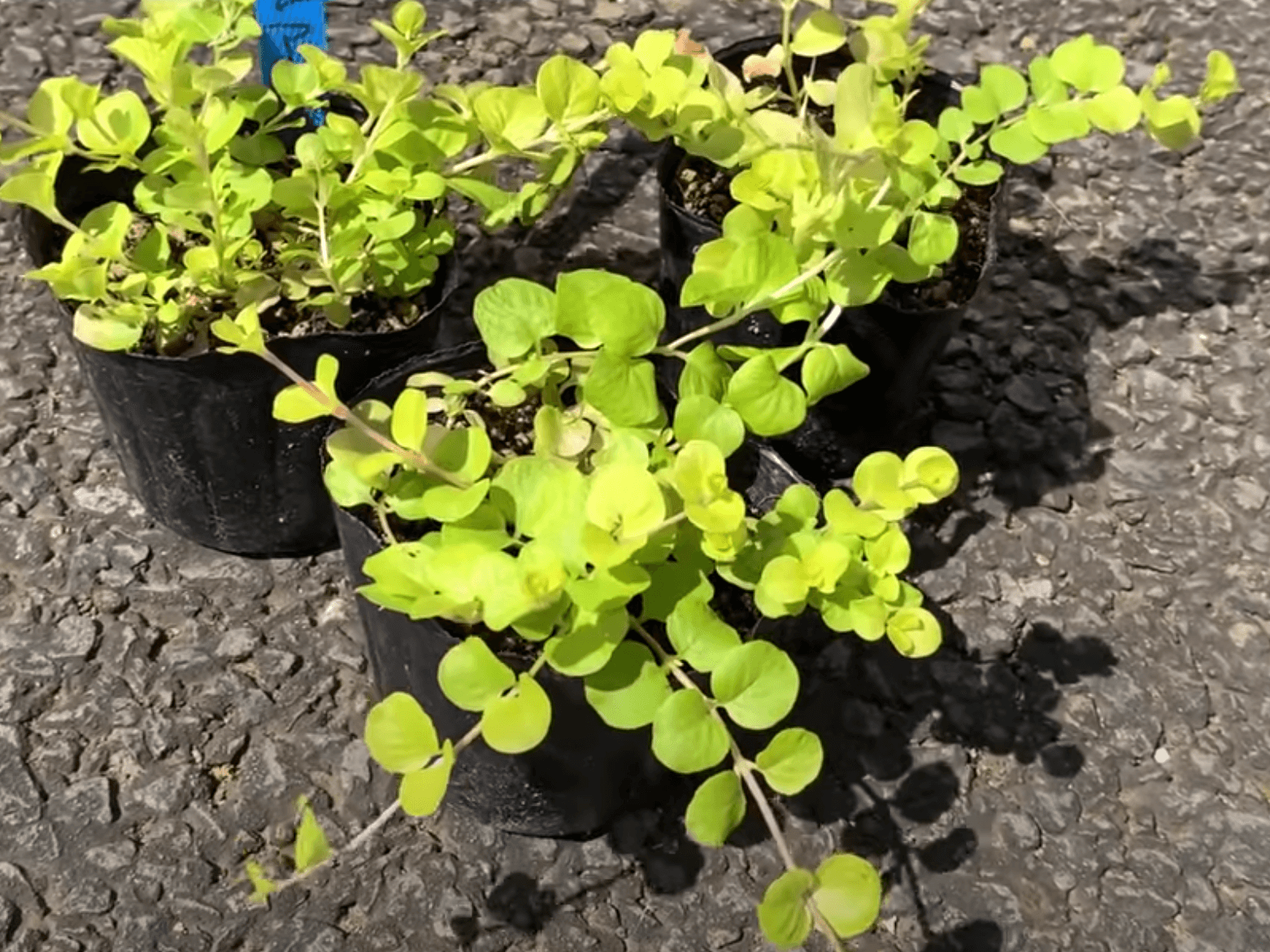 リシマキアヌンムラリアオーレア