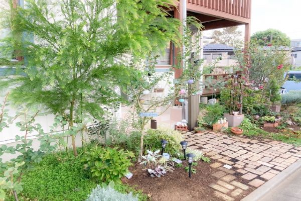 葉が珍しいハーブ：虫除け