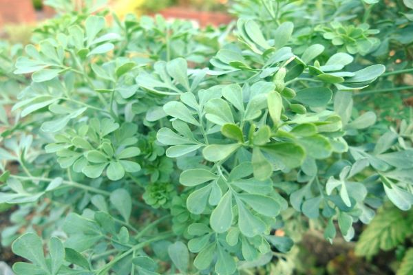 葉が珍しい：虫除け：ルー