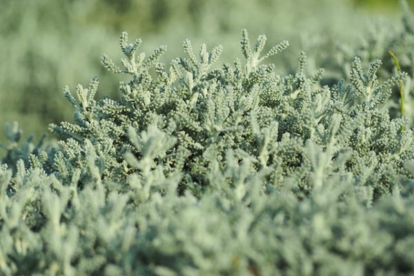 葉が珍しい：虫除け：サントリナ