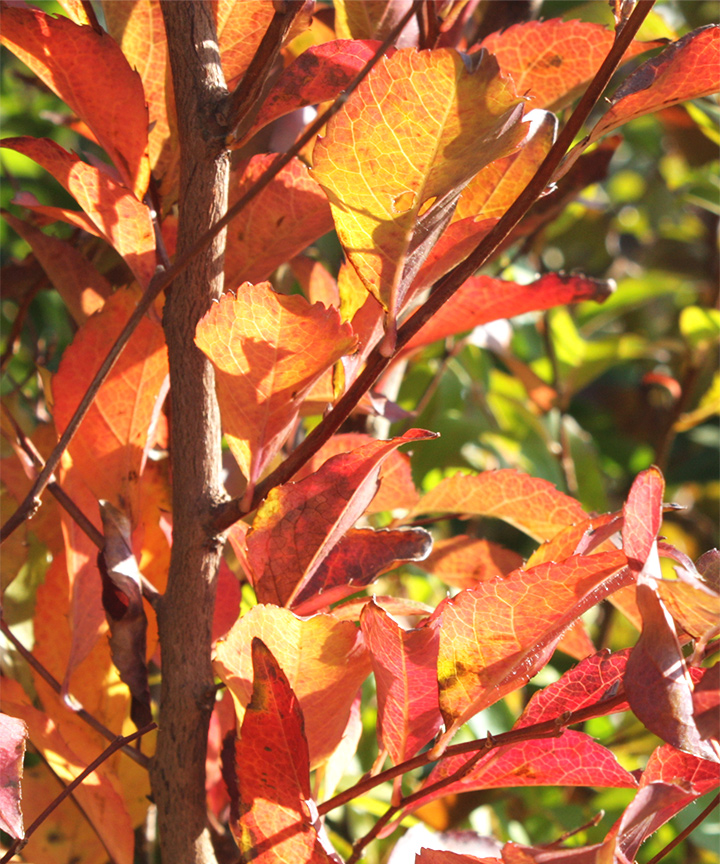 洋風のお庭に合う!紅葉がきれいな庭木:ヒメシャラ